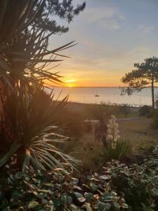 een zonsondergang op het strand met planten en bomen bij Appartement bord de mer Arcachon in Arcachon +8 foto's