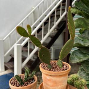 two cactus plants in pots sitting on a table at Sawaddeethaweesuk At Kohlarn in Ko Larn