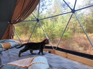 和主人一起入住Podniebny Glamping的宠物