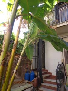 eine große Blattpflanze vor einem Haus in der Unterkunft La Dimora di via Manzoni in Catania