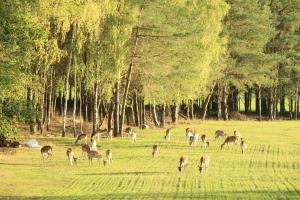 a herd of deer grazing in a field with trees at Danielówka w lesie in Lipka