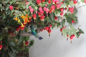 um beija-flor empoleirado em cima de uma planta em Kentis Home Ollantaytambo em Ollantaytambo