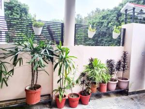 a row of potted plants on a white wall at Nature View Homestay in Dehradun