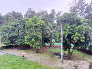 a cow on a rope in a park with trees at Nature View Homestay in Dehradun