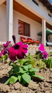 a group of purple flowers in front of a house at Casa Caraua in Greci