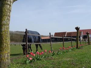 un caballo pastando en un campo con tulipanes rojos en de Tulp, en Noordgouwe