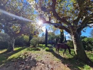Fotografia z galérie ubytovania Gîte du Poney Fringant - Prancing Pony v destinácii Saint-Paul-Trois-Châteaux