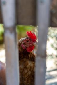 un pollo con una cabeza roja mirando a la cámara en A natural retreat, en Mijas