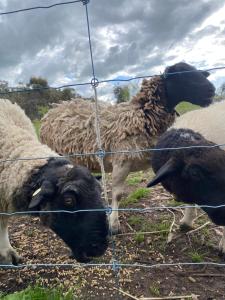 a group of sheep standing behind a wire fence at Tiny Home on a Hill in Heathcote