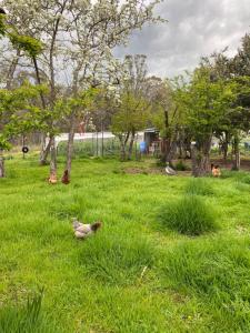a couple of birds in the grass in a field at Tiny Home on a Hill in Heathcote