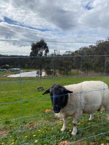 a sheep standing in a field behind a fence at Tiny Home on a Hill in Heathcote