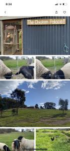 a group of four pictures of animals in a field at Tiny Home on a Hill in Heathcote