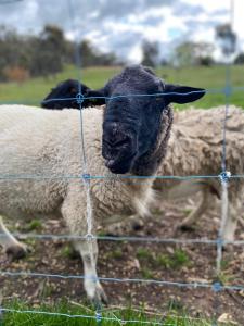 two sheep are standing behind a wire fence at Tiny Home on a Hill in Heathcote