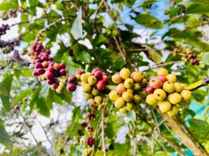 Un mucchio di frutta appesa ad un albero di Misty Mud House a Idukki