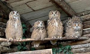 un grupo de búhos sentados en una rama en Agriturismo Villa Paradiso Esotico, en Città di Castello