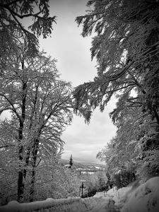 una foto en blanco y negro de árboles cubiertos de nieve en Hôtel de ville du Sentier, en Le Sentier