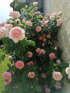 um monte de rosas cor-de-rosa numa caixa de janela em Hotel Die Residenz em Schloss Rosenau