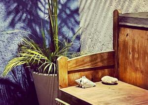 a cat sitting on a wooden bench next to a plant at Casa VillaMatisse in Tulum