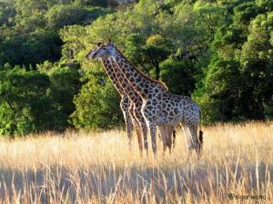 dos jirafas de pie en un campo de hierba alta en Sigurwana Lodge, en Louis Trichardt