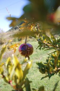 a beetle is hanging from a tree branch at Le Cascate Bed and Breakfast in San Fele +40 photos