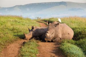 two rhinos laying in the grass on a dirt road at Tala Collection Game Reserve, by Dream Resorts in Silverton