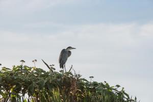 un uccello seduto su un cespuglio di Tala Collection Game Reserve, by Dream Resorts a Silverton