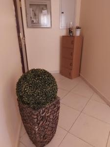 a room with a plant next to a dresser at DO ALL BY WALKING DISTANCE IN ALAIN in Al Ain