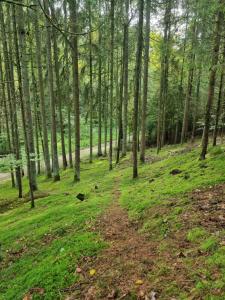 un sentiero in una foresta con alberi e erba di Gemütliche Premium Ferienwohnung mit Terrasse nähe S-Bahn a Burgthann