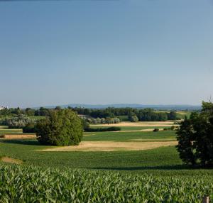 a field of corn with trees in the background at Tiny house AMBAR in Starčevljani