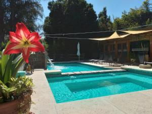 ein großer Pool mit einer roten Blume daneben in der Unterkunft Pualy Resort & Spa in Belén de Escobar