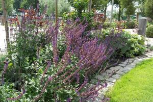 een tuin met paarse bloemen en andere planten bij Landgoed Versteegh nabij heerlijkheid Mariënwaerdt in Beesd