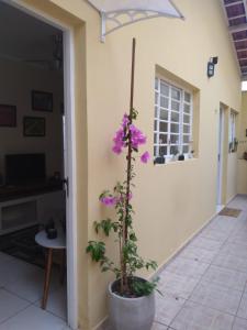 kwiat w doniczce obok ściany w obiekcie Casa 2 quartos com churrasqueira no centro de Serra Negra w mieście Serra Negra