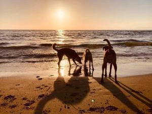 アグローポリにあるB&B Oasi al Mareの三匹の犬が夕暮れ時に海で遊ぶ