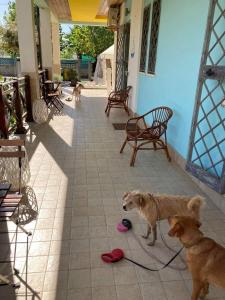 Domácí mazlíčci ubytovaní s hosty v ubytování B&B Oasi al Mare