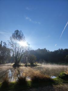 a misty field with a tree and a pond at FORGLAMP in Bydgoszcz