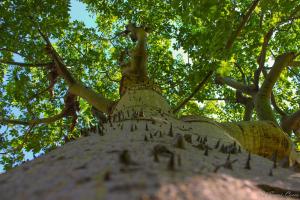 a tree with some writing on the top of it at Il Signò Cocco mare apartment in Taormina