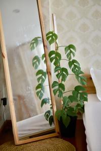 a plant sitting in front of a mirror at LáVuTa Home in Vung Tau +38 photos