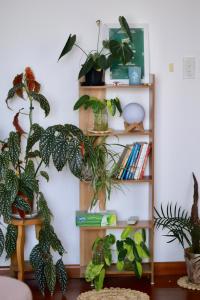 a shelf filled with lots of different types of plants at LáVuTa Home in Vung Tau