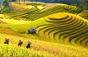 a group of people walking on a grassy hill at Hong Minh Guesthouse in Mù Cang Chải