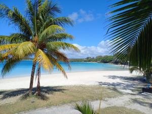 a palm tree on a beach with the ocean at Vacances Le Nereide Blue Bay in Blue Bay
