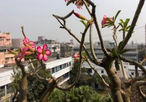 a tree with pink flowers in front of a city at Neelam Bed & Breakfast in Kolkata