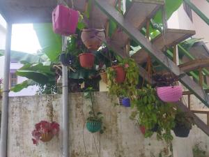 Ein Haufen Topfpflanzen hängt an der Decke in der Unterkunft Jayuz Homestay & Foodies in Kozhikode