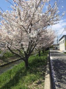Un árbol con flores blancas en una calle en 宿や　サニービレッジ, en Kashihara