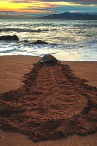 una tartaruga seduta sulla sabbia di una spiaggia di Heaven in Satinwoods a Tangalle