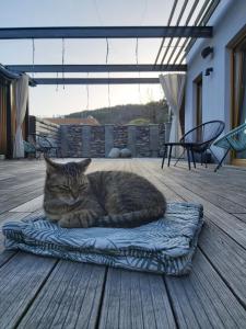 eine Katze, die auf einer Decke auf einem Deck liegt in der Unterkunft VIGEO lounge b&b coffee in Bojnice