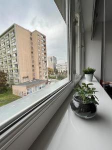 una ventana con dos plantas sentadas en un alféizar de la ventana en Przytulnie w samym centrum Warszawy, en Varsovia
