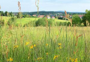 um campo de erva alta com flores nele em Ferienwohnung "Loni" em Benneckenstein