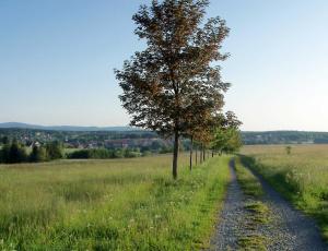 eine Reihe von Bäumen in der Mitte eines Feldes in der Unterkunft Ferienwohnung "Loni" in Benneckenstein