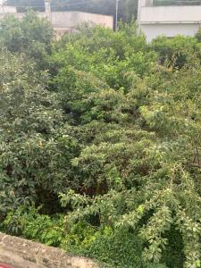 un cumulo di cespugli e alberi di fronte a un edificio di FLAVIO RELAX a Galatina