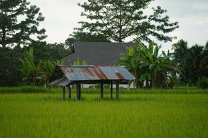 een schuur in een veld van groen gras bij ก๋างโต้ง คอฟฟี่รีสอร์ท in Ban Na Kham